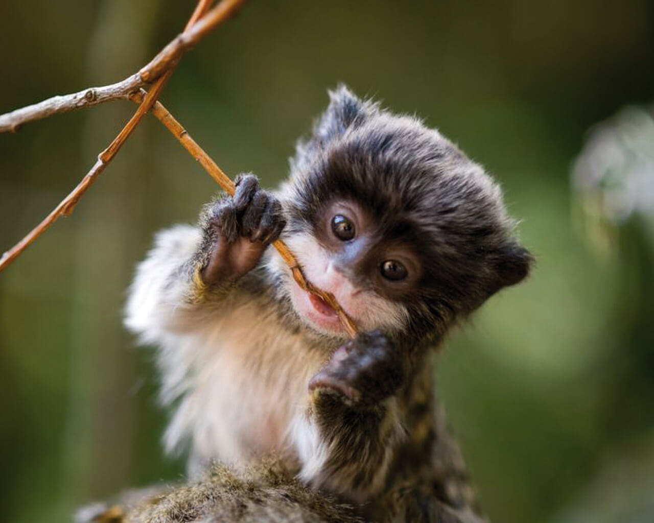 Voyages en Bolivie, singe