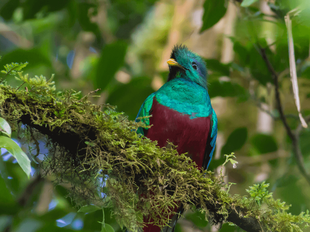 Voyages au Guatemala, oiseau 