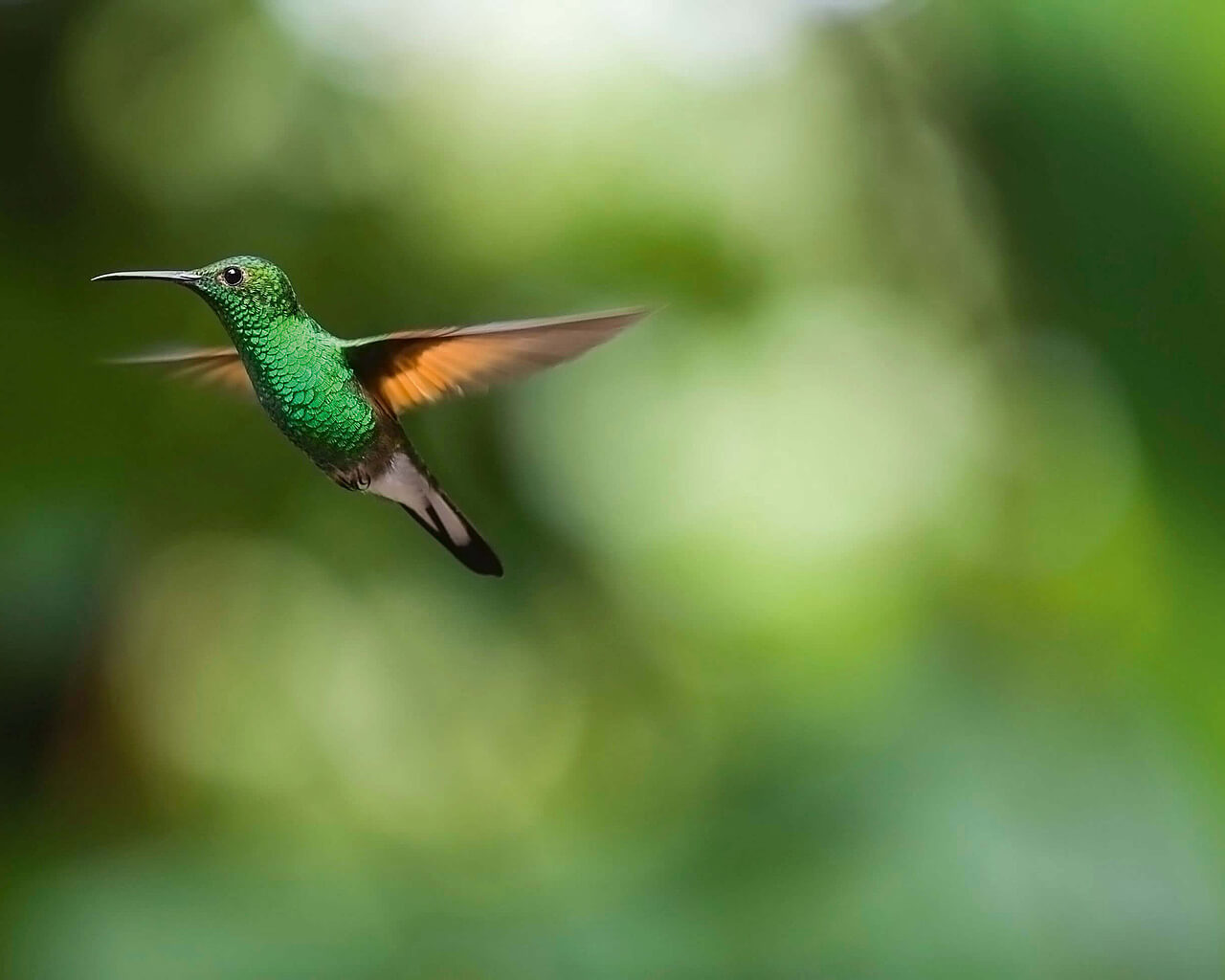 Voyages en Equateur, Colibri