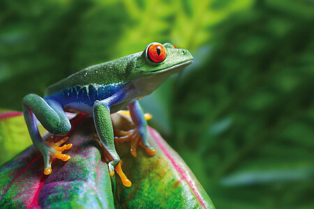 Voyage au Costa Rica, faune