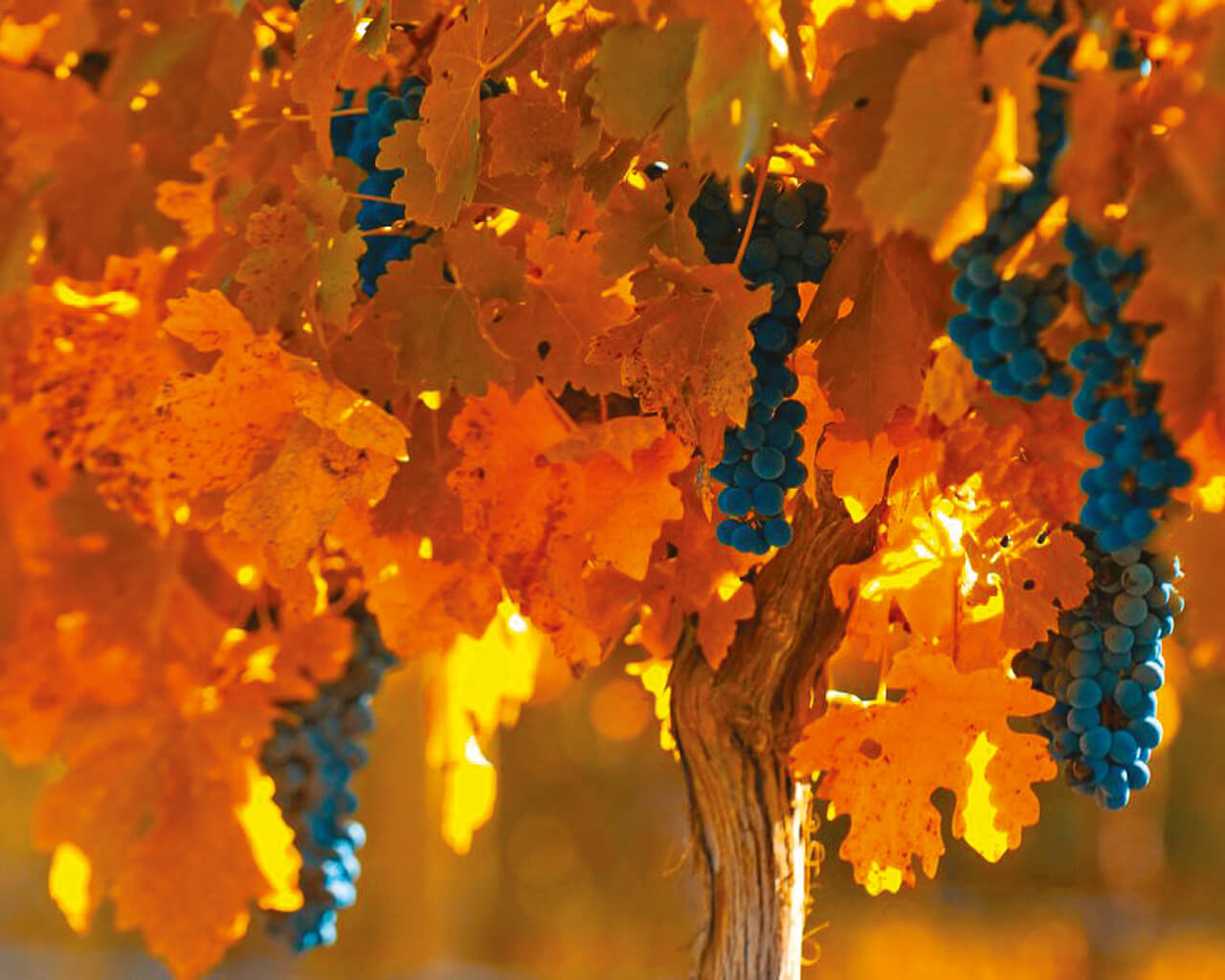 Voyages en Argentine, vins