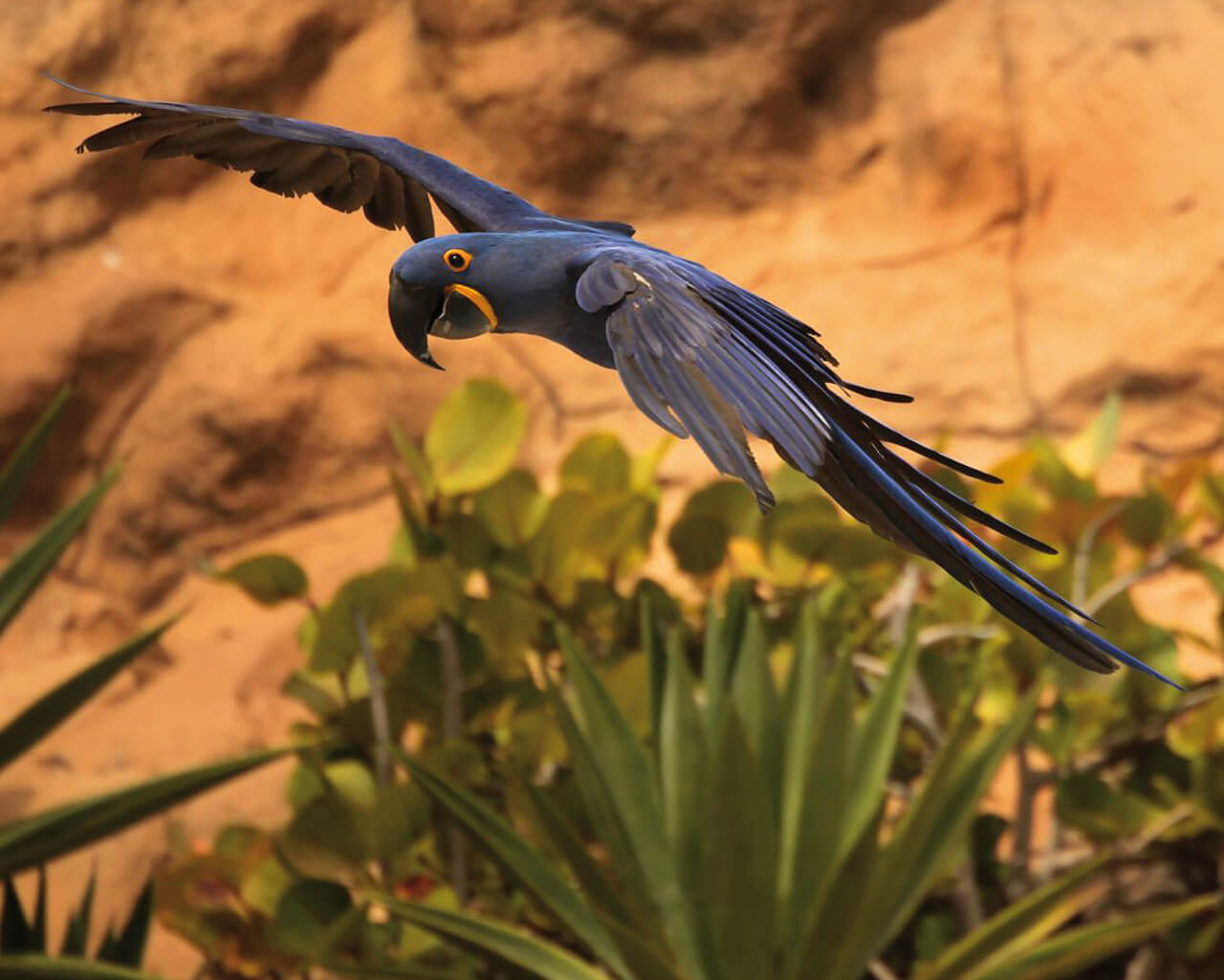 Voyages en Bolivie, perroquet
