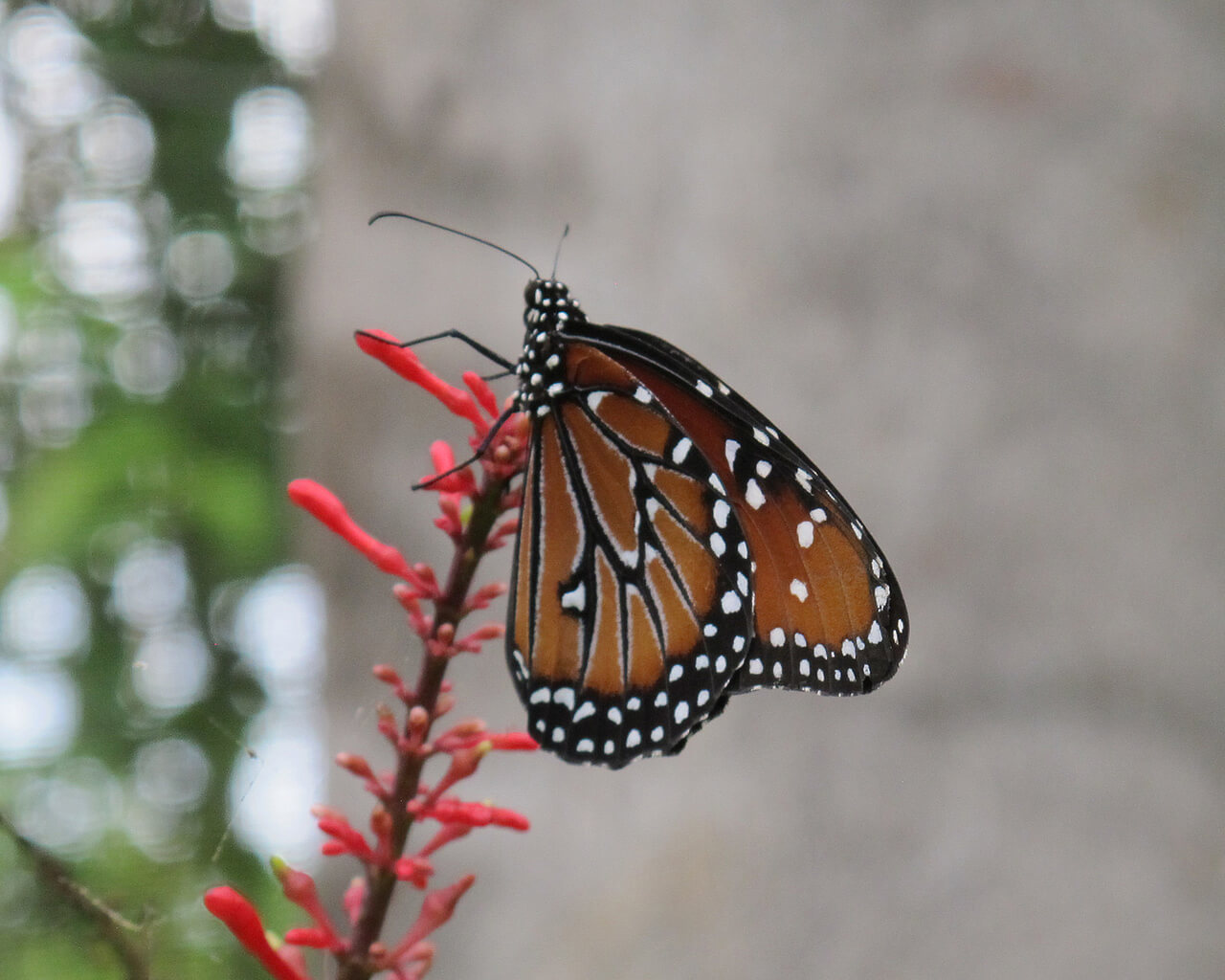 Voyages au Nicaragua, papillon