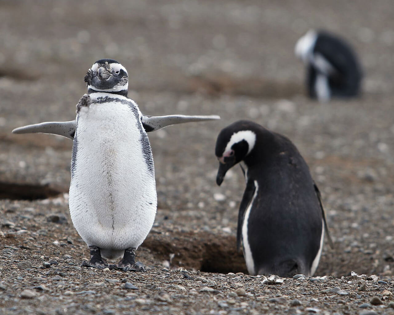 Voyages au Chili, pingouins
