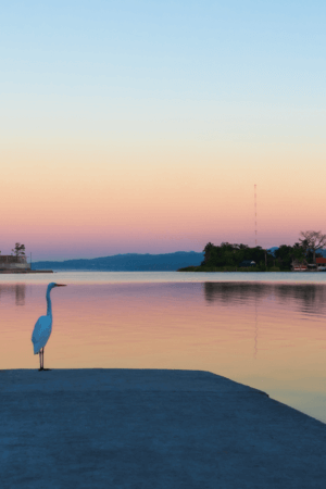 Voyage au Guatemala, oiseau