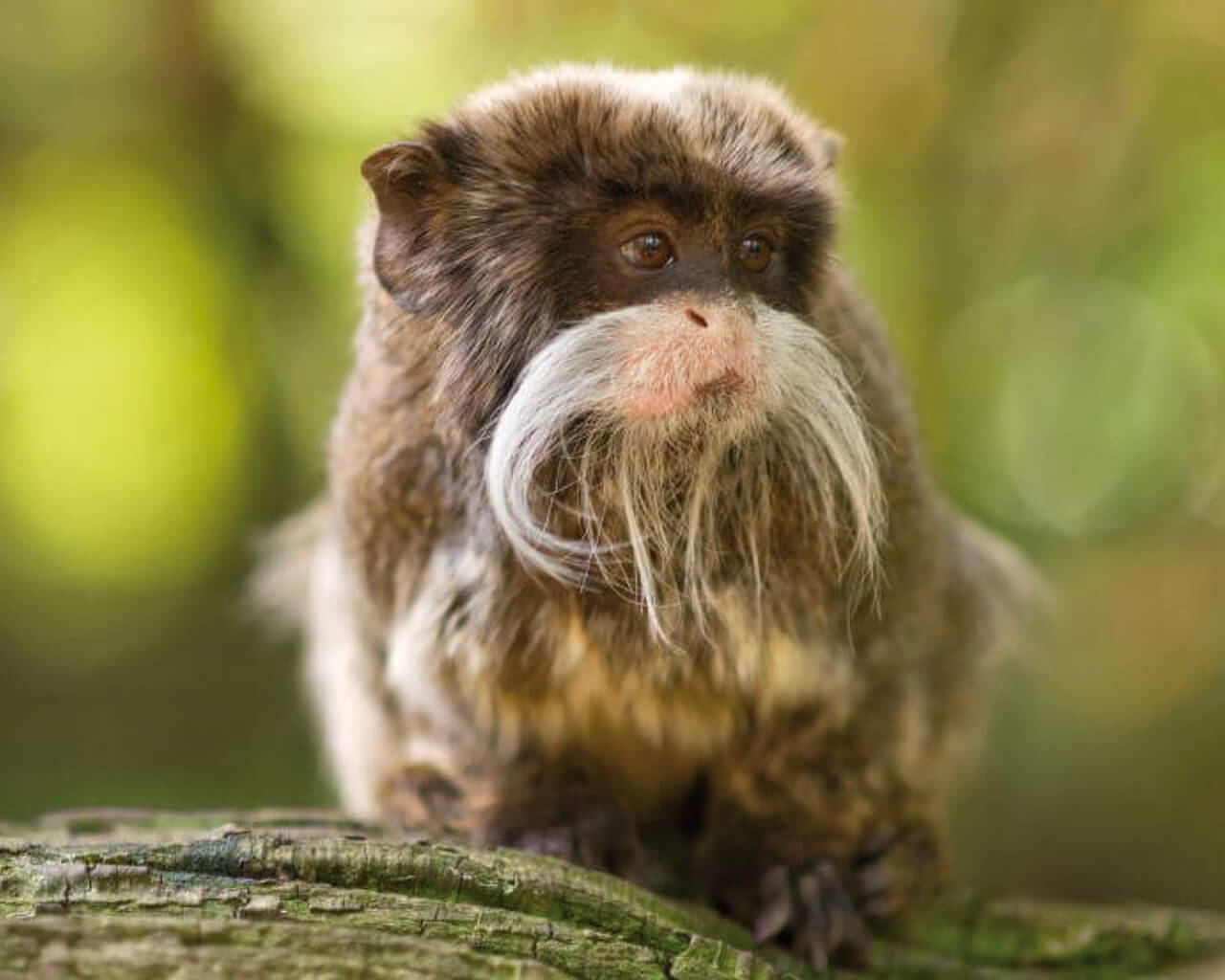 Voyages au Pérou, singe