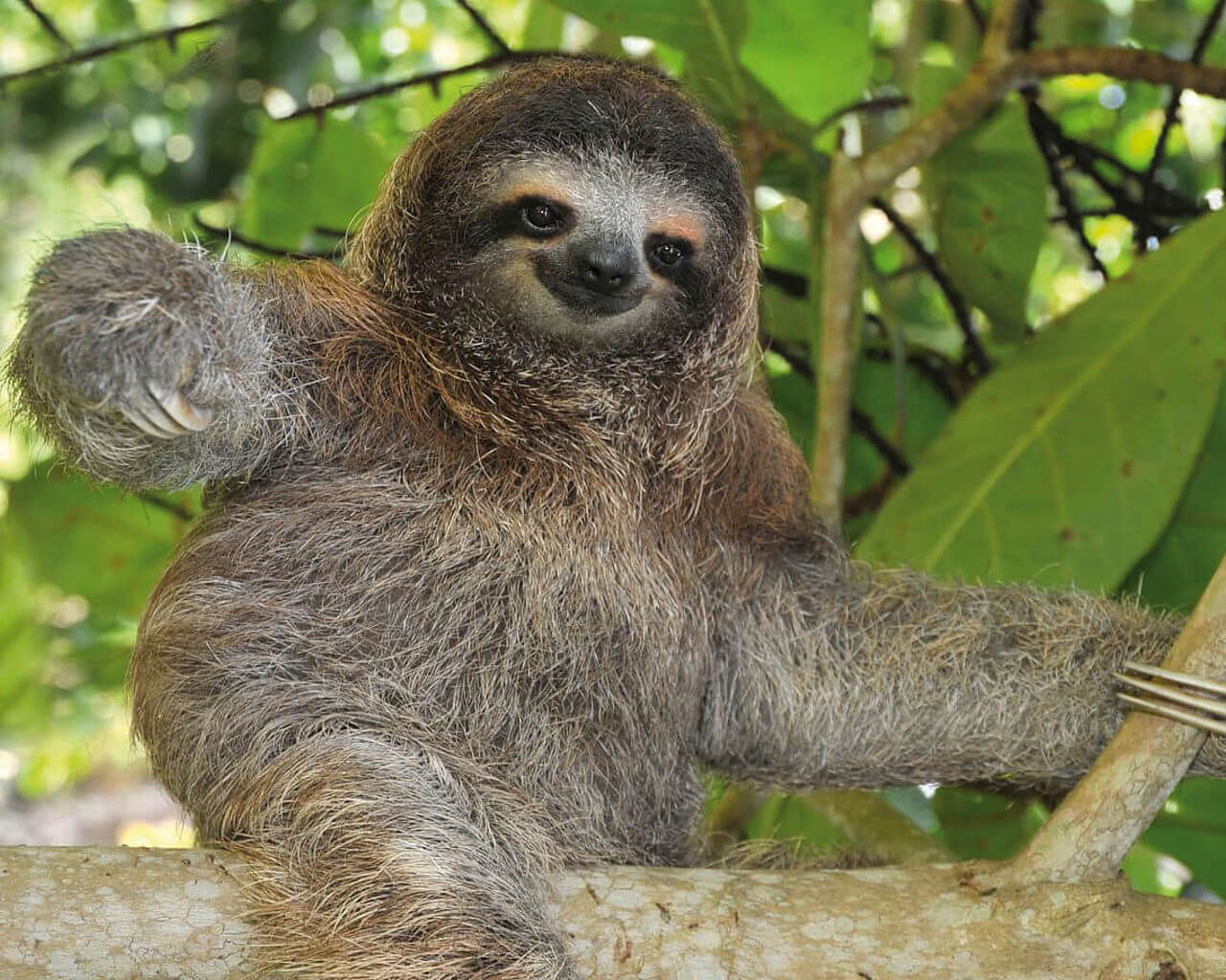 Voyages au Costa Rica, paresseux