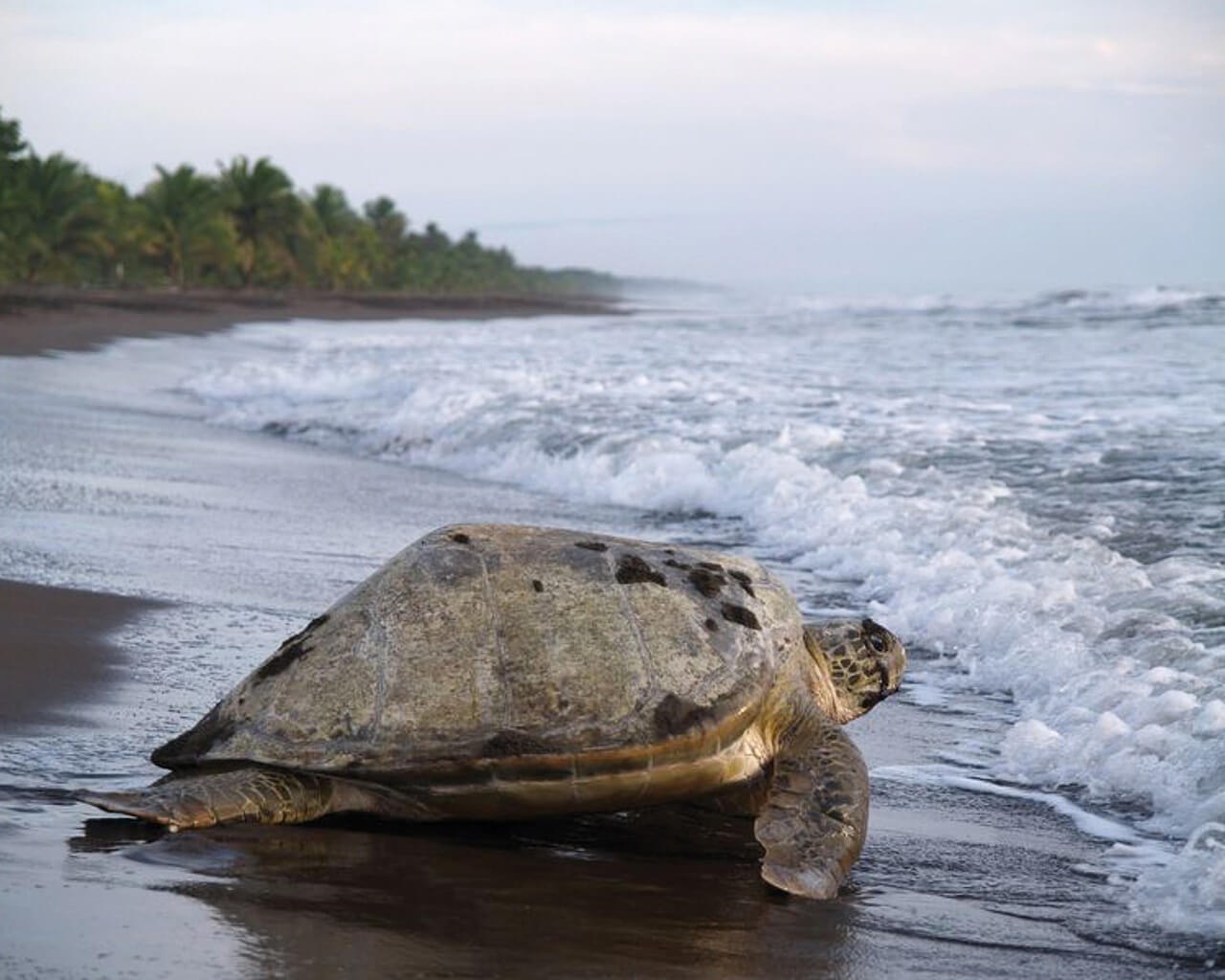 Voyages au Costa Rica, grenouilles