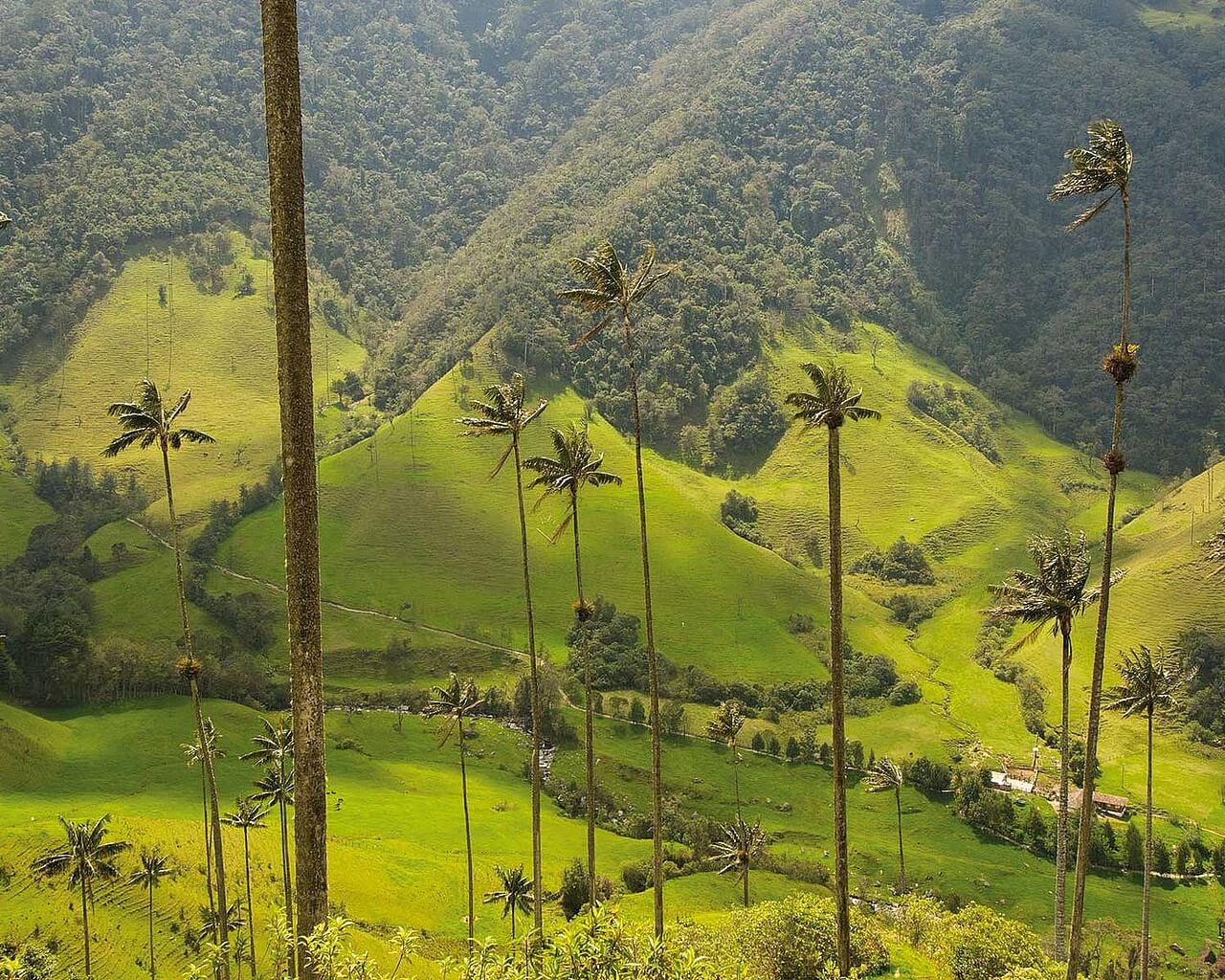 Voyages en Colombie, Cocora