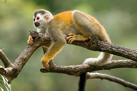 Voyages au Costa Rica, singe