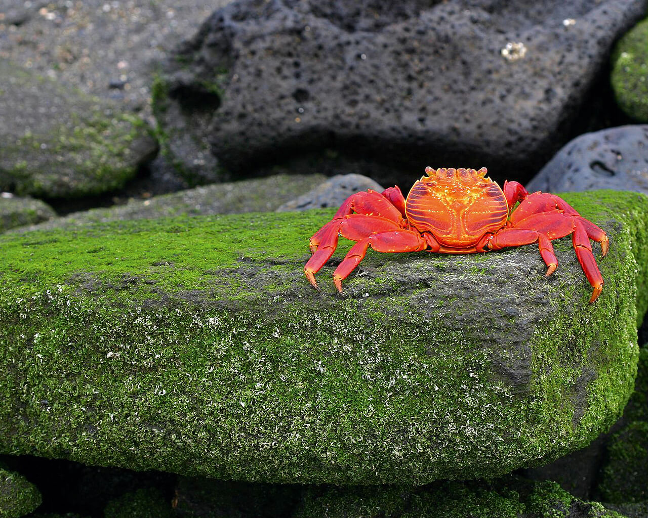 Voyages en Equateur, crabe