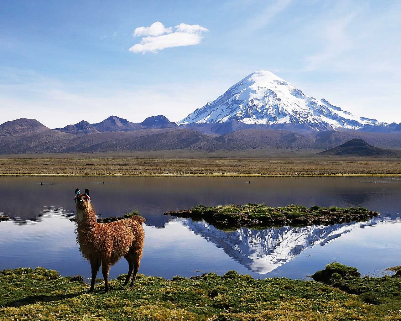 Voyages en Bolivie, lama