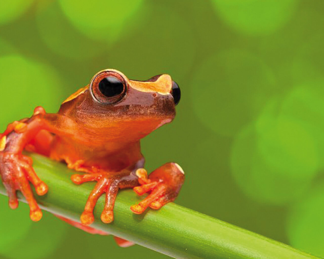 Voyages en Bolivie, grenouille