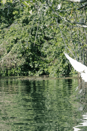Voyage au Guatemala, animaux