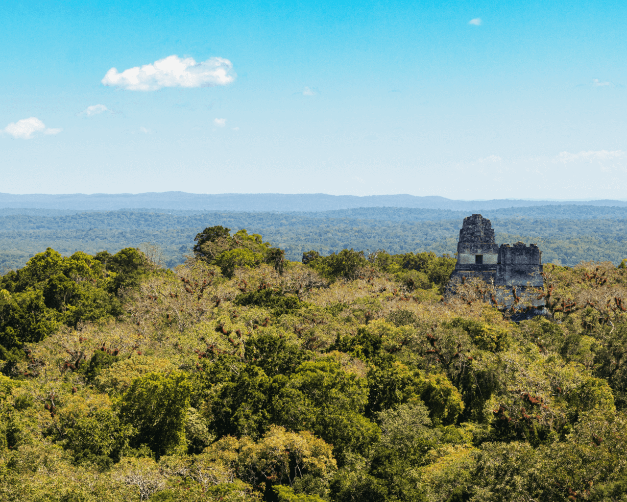 Voyage Guatemala, foret