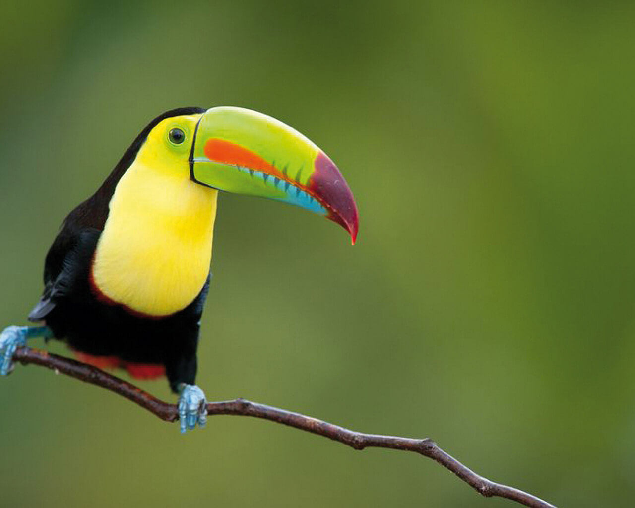 Voyages au Costa Rica, toucan