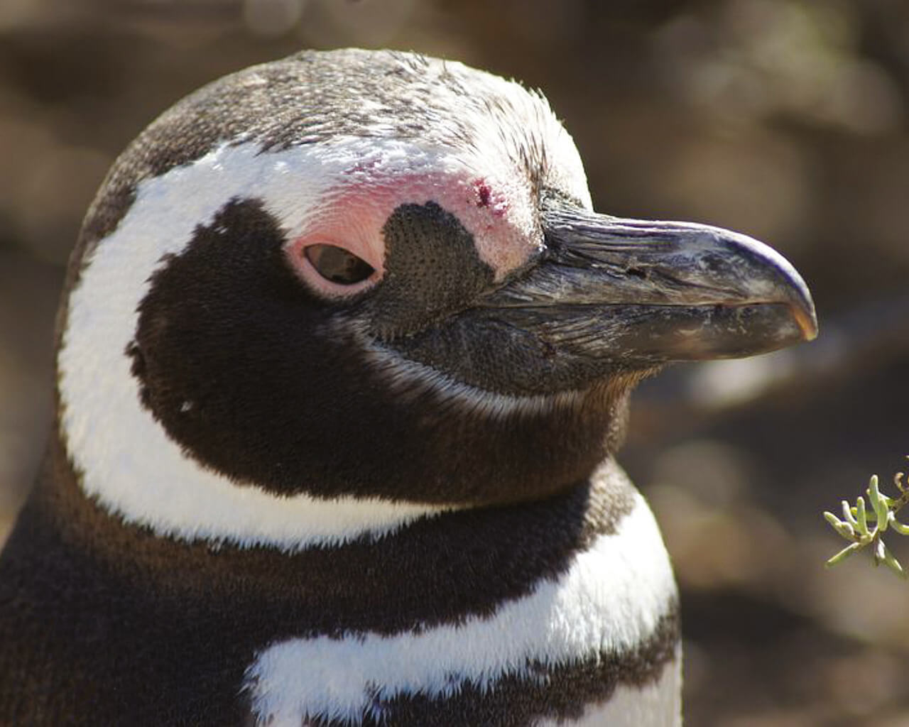 Croisières en Argentine, pingouins