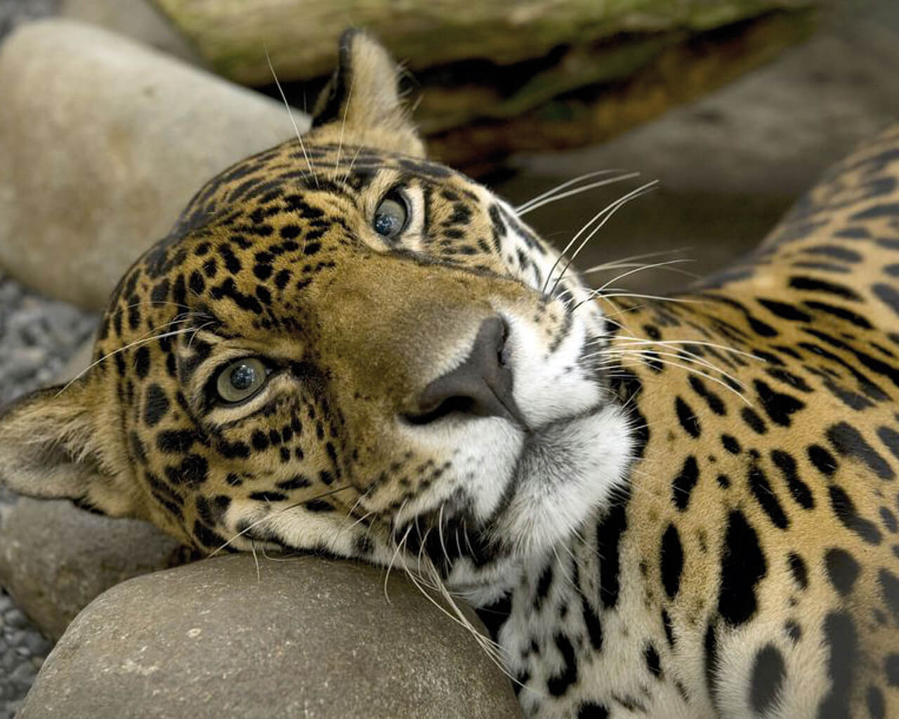 Voyages en Bolivie, jaguar
