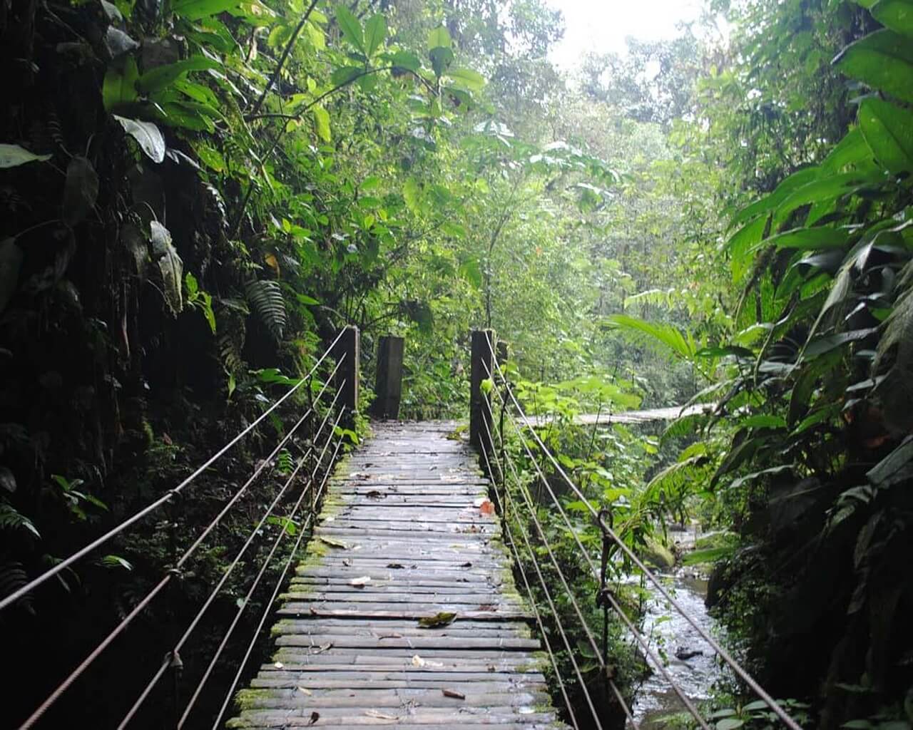 Voyages en Equateur, Mindo pont