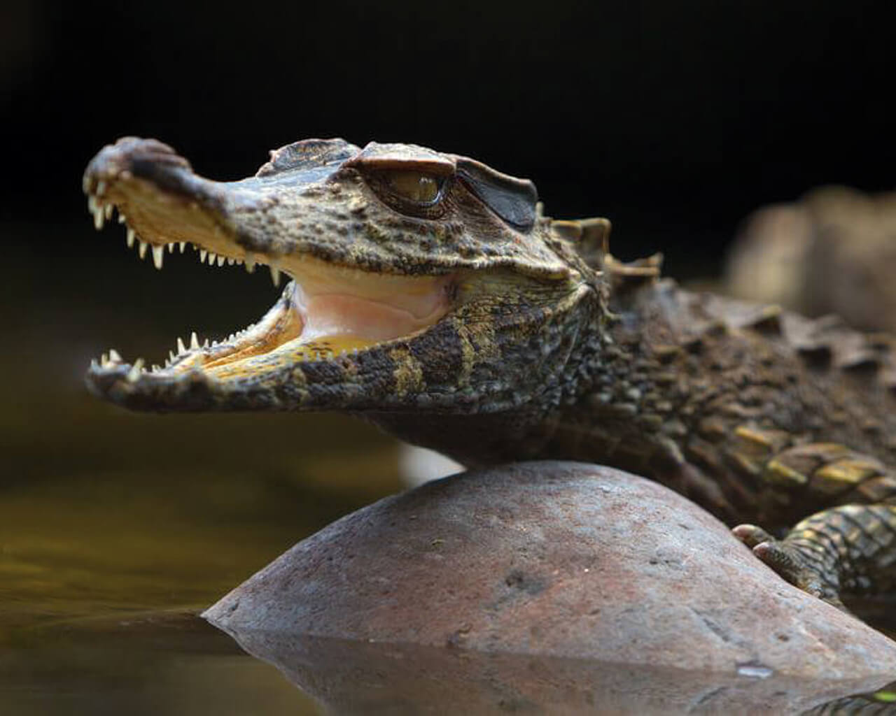 Voyages au Pérou, croco