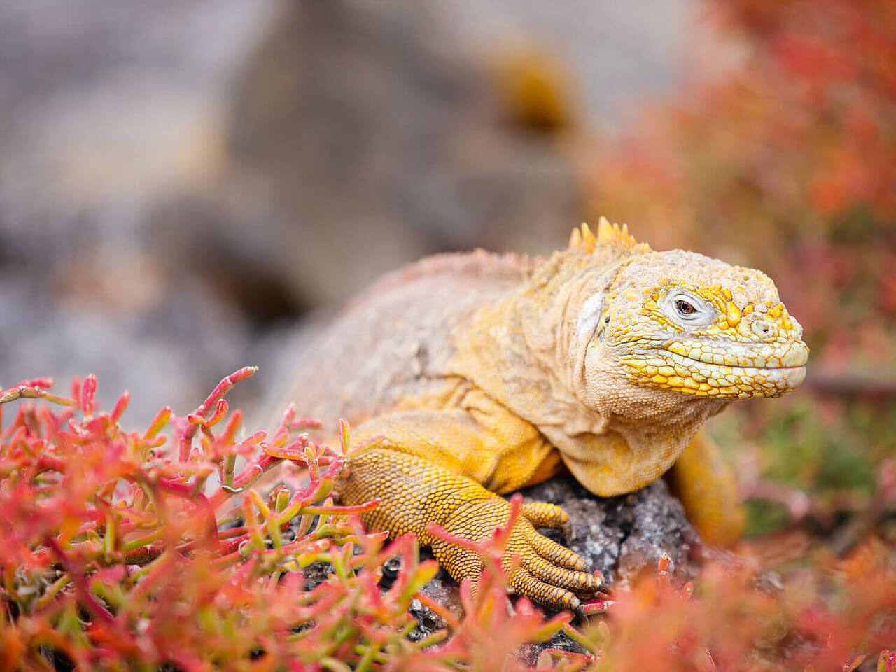 Voyages en Equateur, Galapagos
